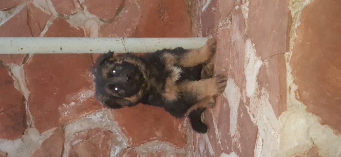 Berger allemand