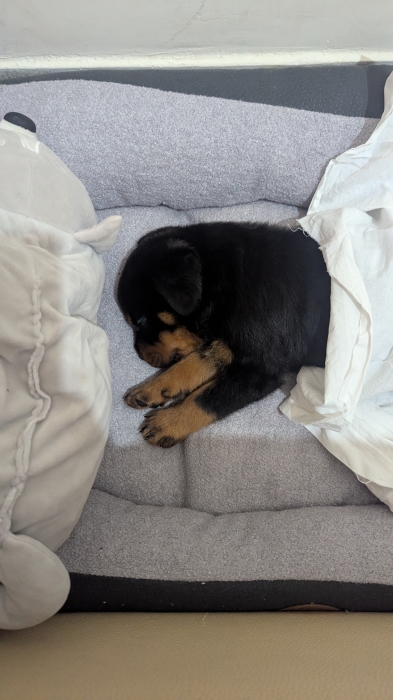 Chiot rottweiler