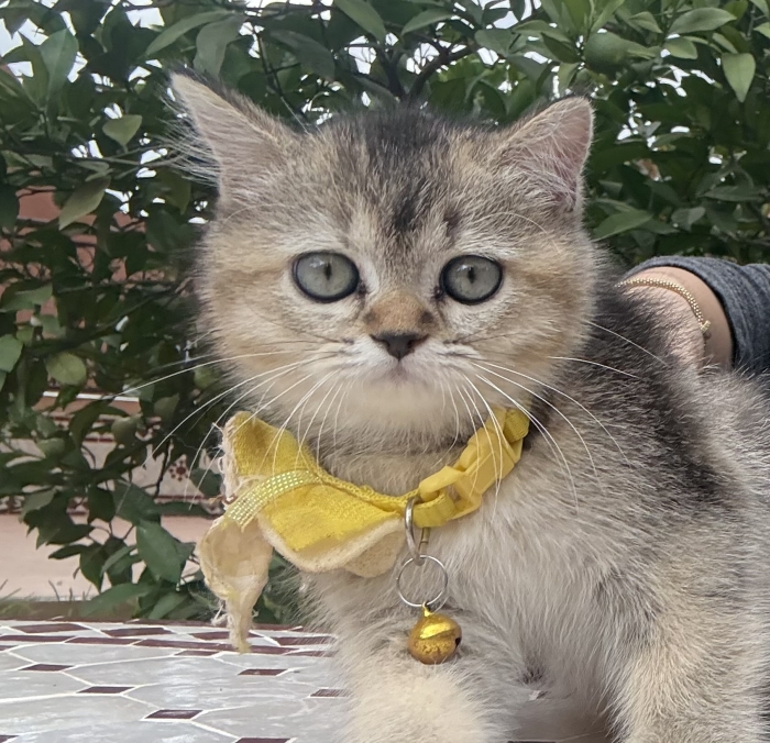 Sublime chatton Scottish longhair(2mois) avec carnet de vaccination