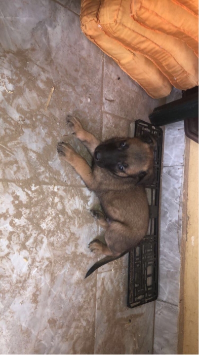 Malinois charbonner male