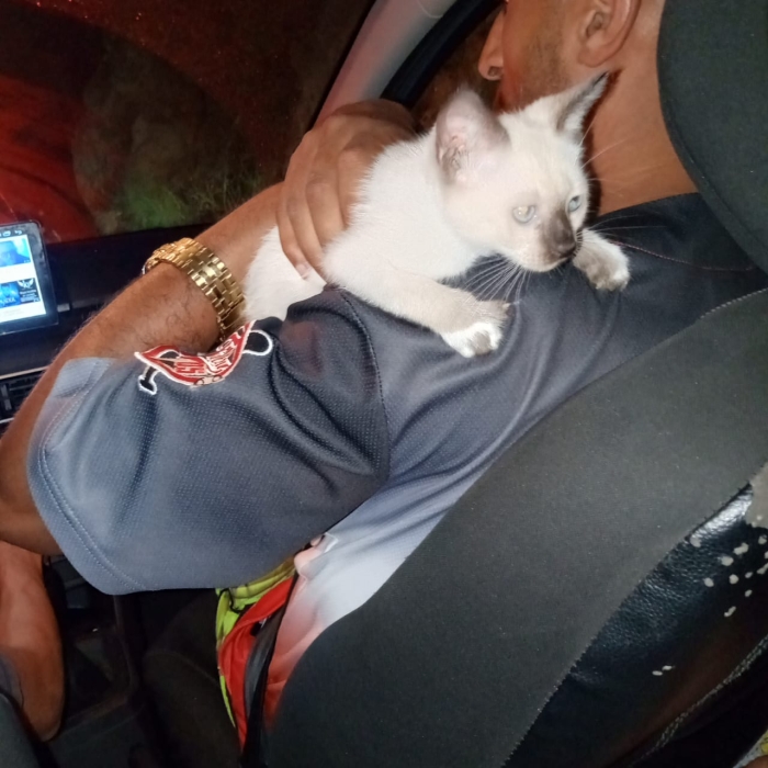 🐱 قطة سيامي صغيرة للبيع - شكل نادر وأنيق