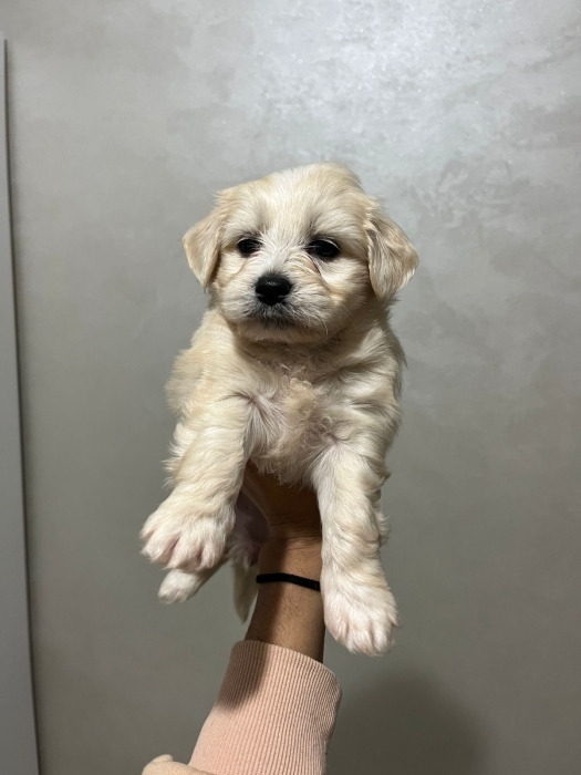Bichon avec tous accessoire. Voir l’annonce en bas