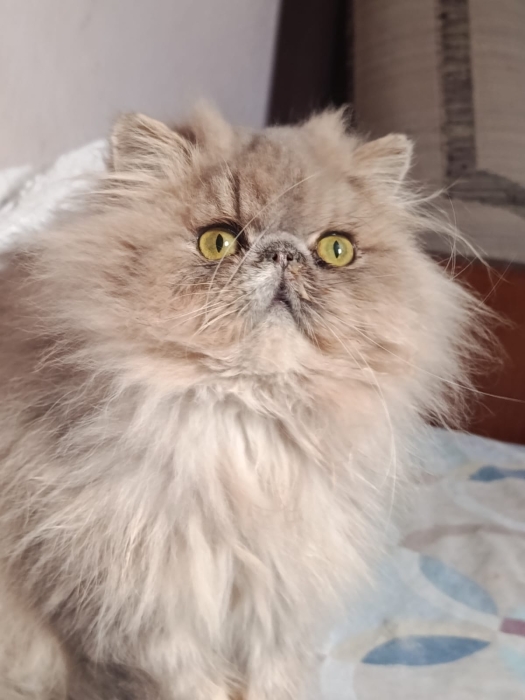 Mâle persan 5 mois