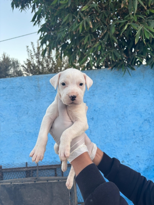Dog argentin