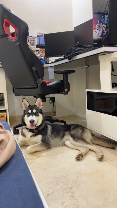 Chiot Husky male