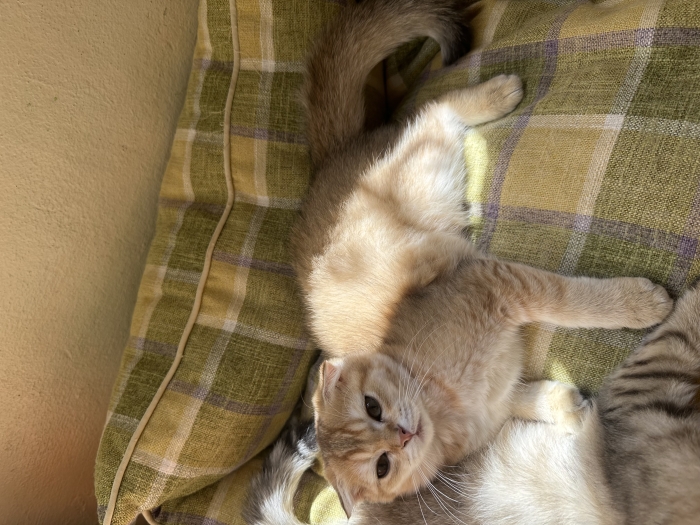 Scottish fold