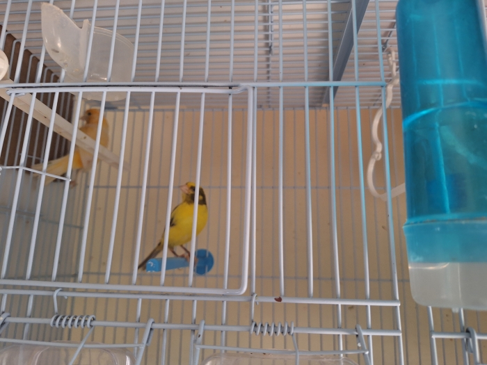 Couple canari