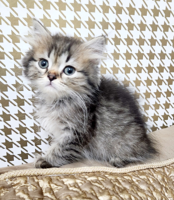 Chatons scottish pure race