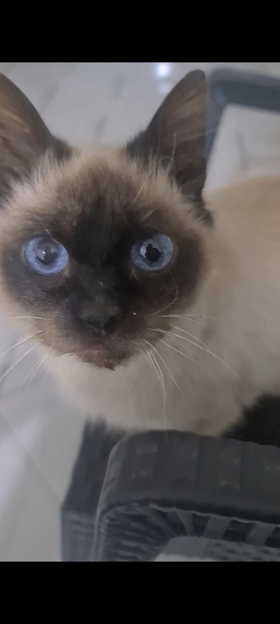 Don chatte siamois