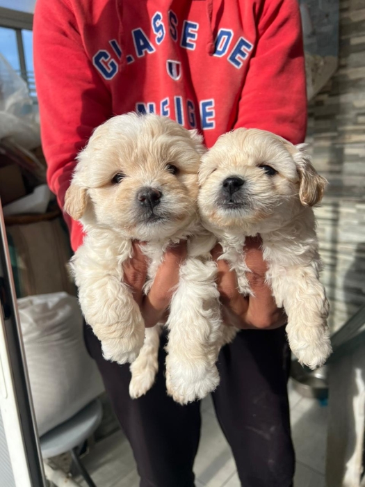 Bichon