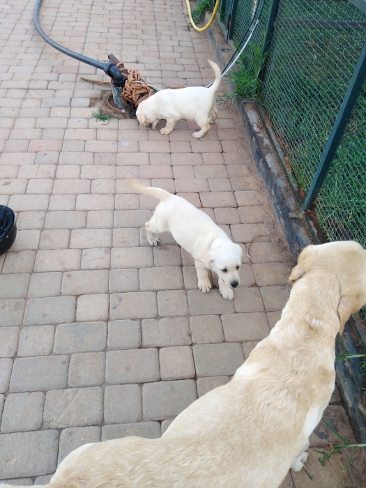 Chiot labrador 1.5mois