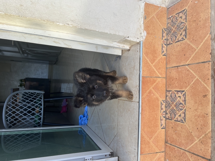 Chiot Berger Allemand and Poil Long