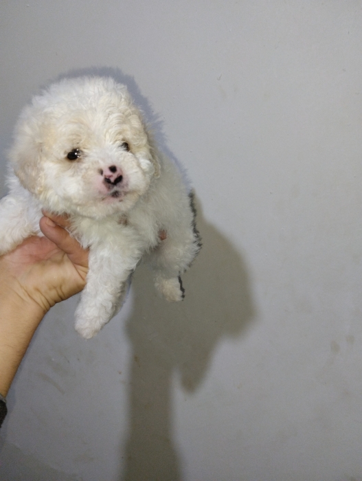 Bichon maltais