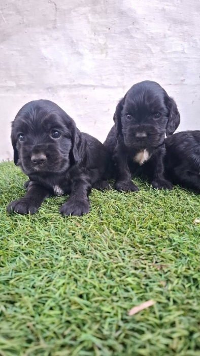 Cocker spaniel