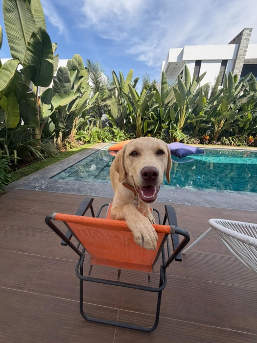 Labrador ✨