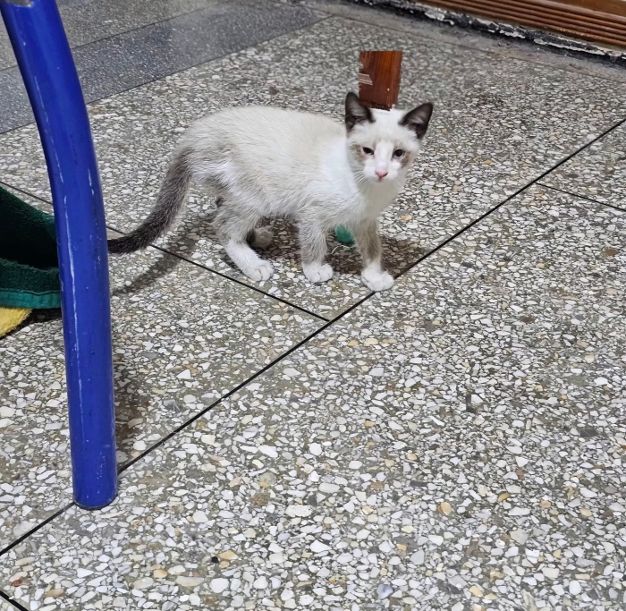 Adorable chaton à adopter a Fez!