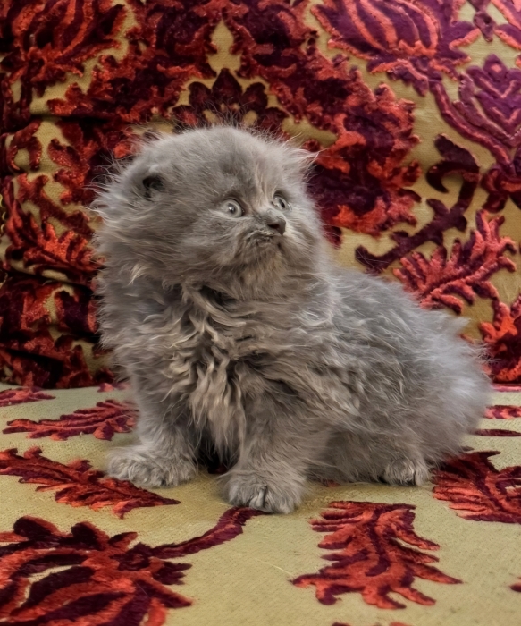 scottish fold