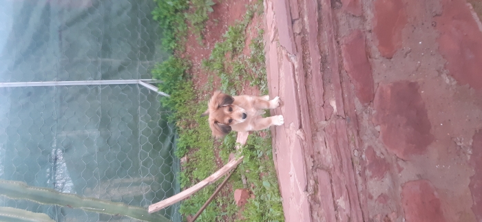 Caniche