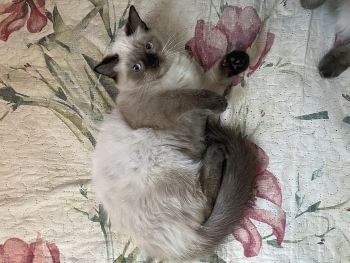 Chatons balinais