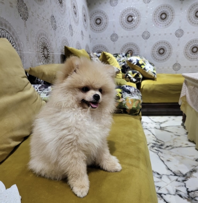 Spitz