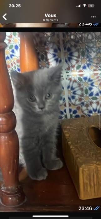 Chat Scottish fold