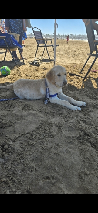 Golden retriever