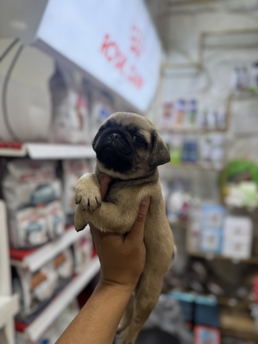 Chiot carlin