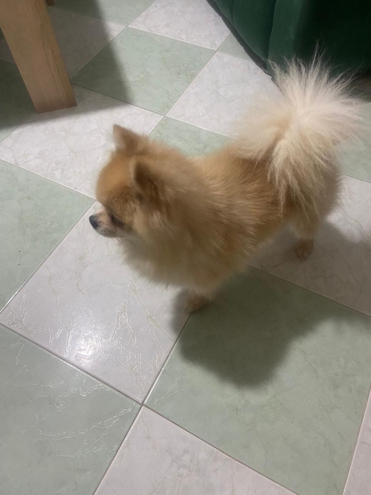 Spitz nain