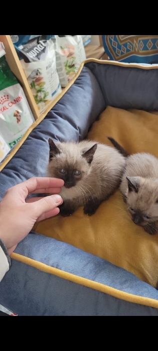 Chatons siamois