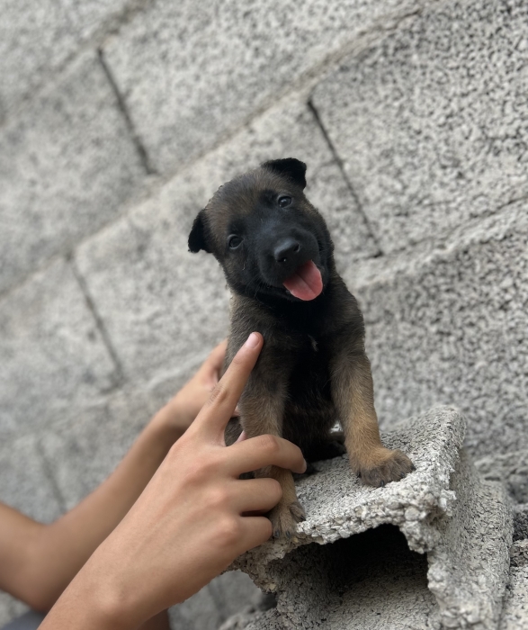 Malinois charbonne