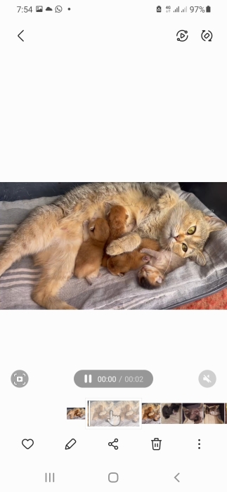 British Shorthair golden