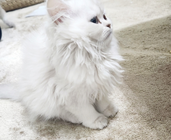 Chatons Highland/ Scottish pure race