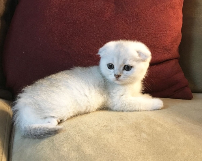 Scottish fold
