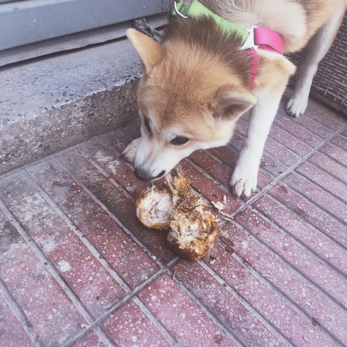 Akita Anu japonais