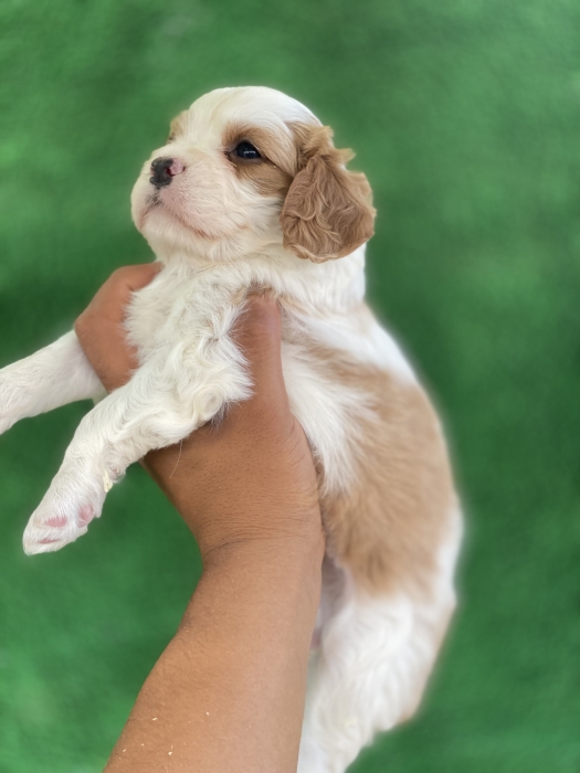 Cavalier King Charles