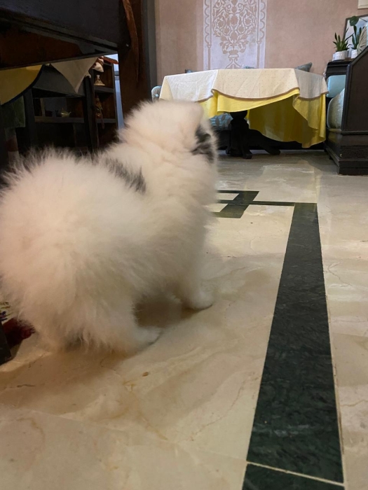 Spitz