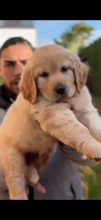 golden retriever