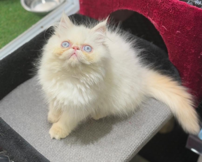 Persan chaton