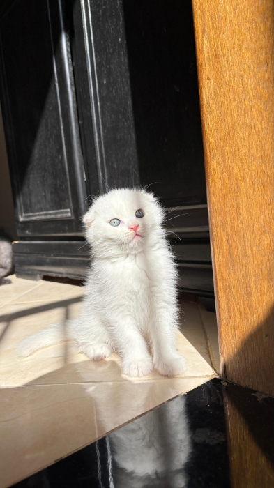 Scottish fold