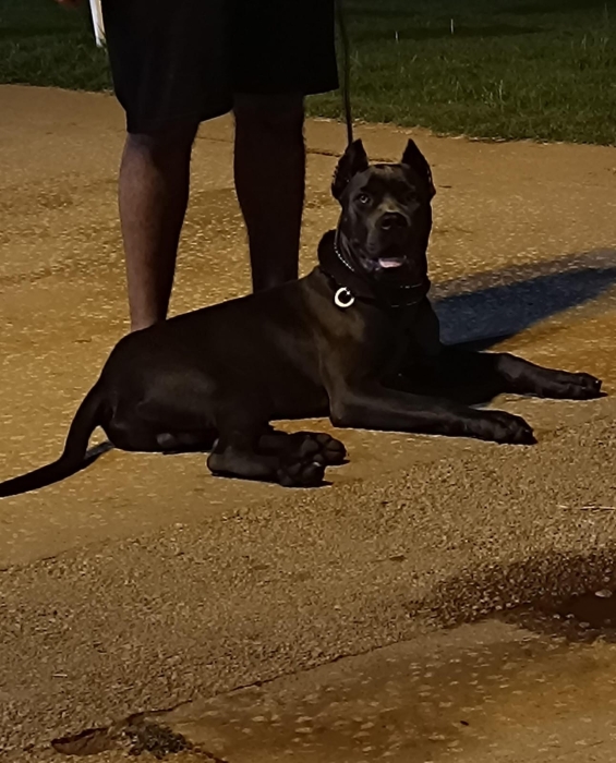 Cane corso male 5mois