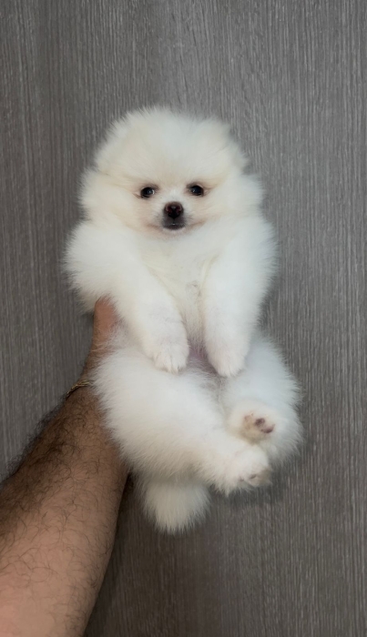 Spitz nain