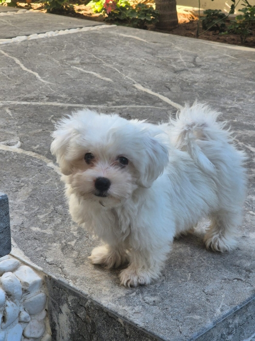 Chiot bichon maltais nain