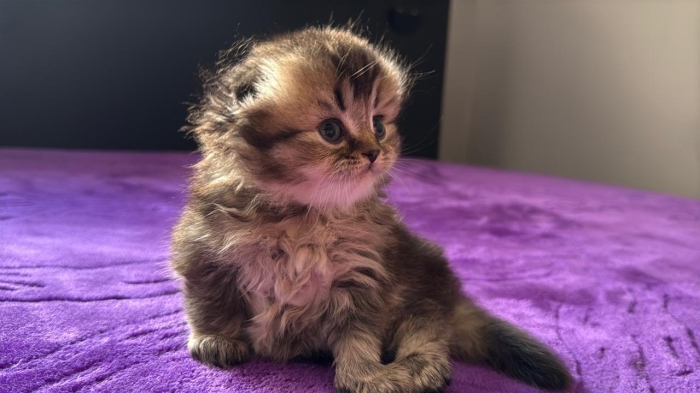 Scottish fold & british & Highland fold Pedigree