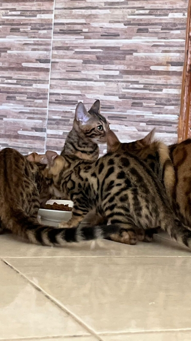 Bengals dispo