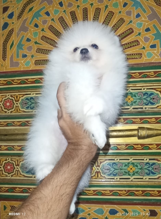 Chien spitz