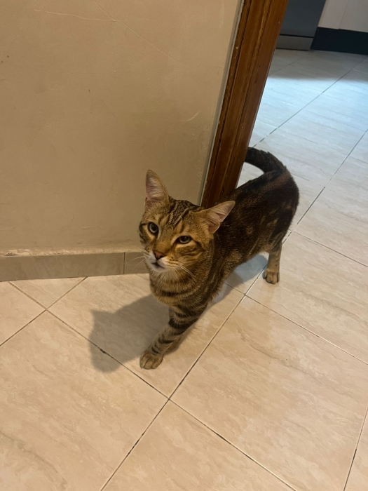 Chat européen shorthair