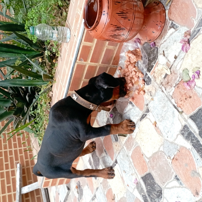 Dobermann