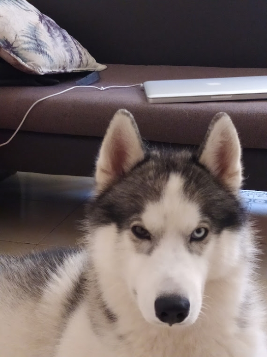 Husky Sibérien Pure Race - À Vendre