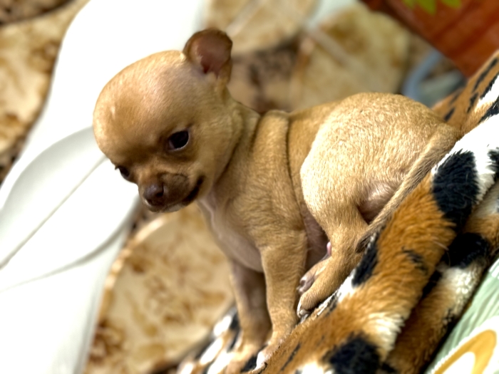 Chihuahua