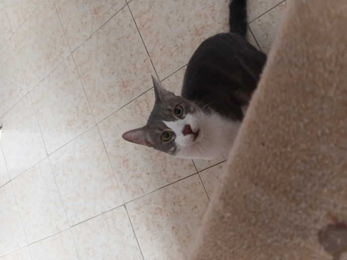 chat